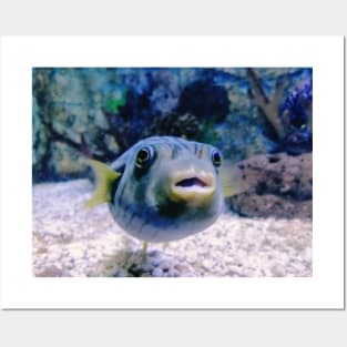 puffer fish, aquarium, puffer fish saying, guinea fowl puffer fish, blackspot puffer fish, dwarf puffer fish, pea puffer fish, aquaristics, giant puffer fish, aquarist, puffer fish owner, pumped up fish, fish owner, puffer, puffer fish lover Posters and Art